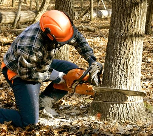Tree Removal in Red Banks, MS